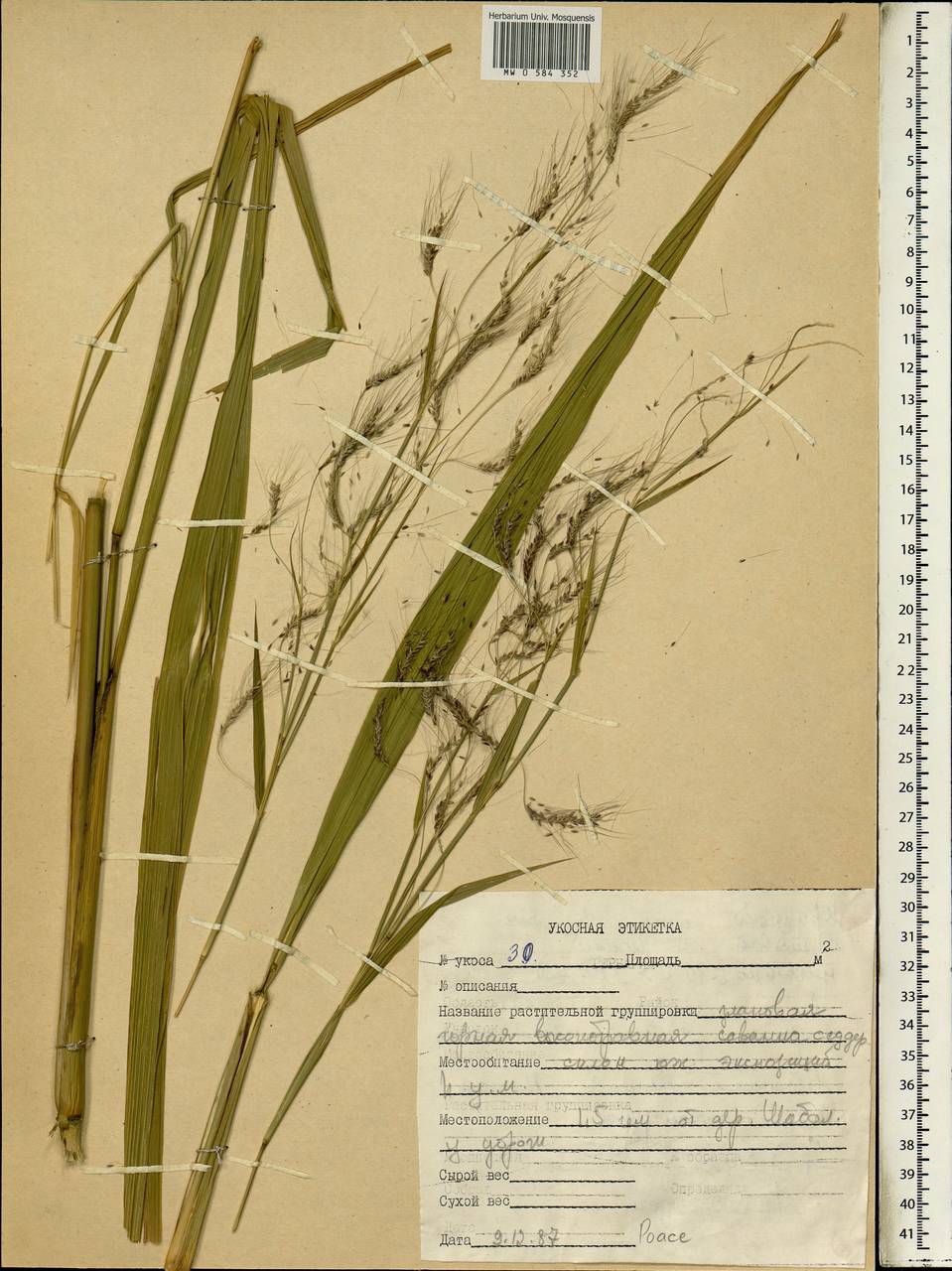 Poaceae, Africa (AFR) (Ethiopia)