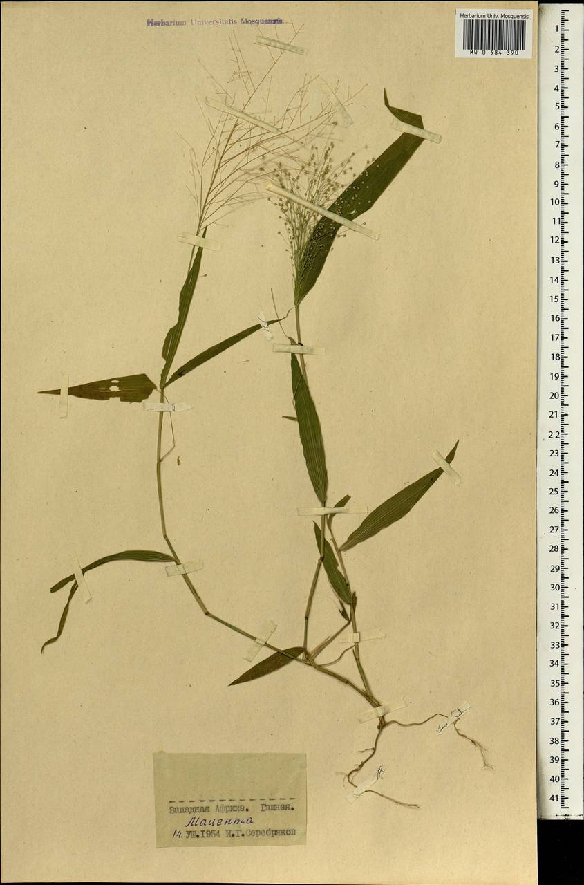 Poaceae, Africa (AFR) (Guinea)
