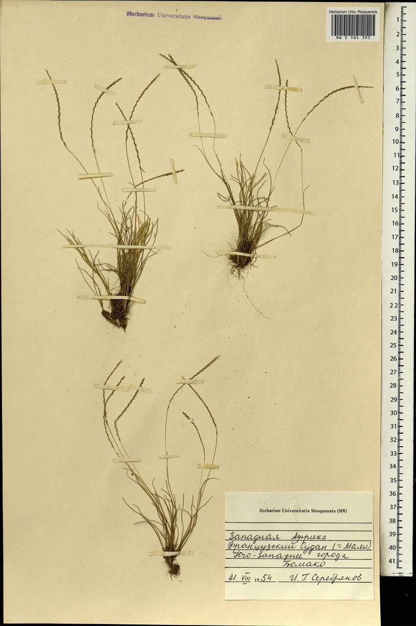 Poaceae, Africa (AFR) (Mali)