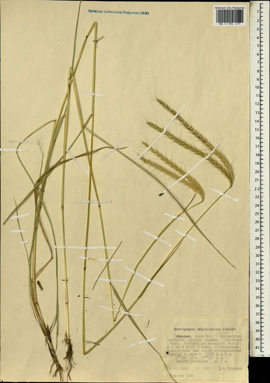 Andropogon abyssinicus R.Br. ex Fresen., Africa (AFR) (Ethiopia)