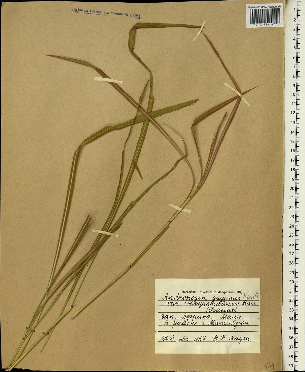 Andropogon gayanus var. bisquamulatus (Hochst.) Hack., Africa (AFR) (Mali)