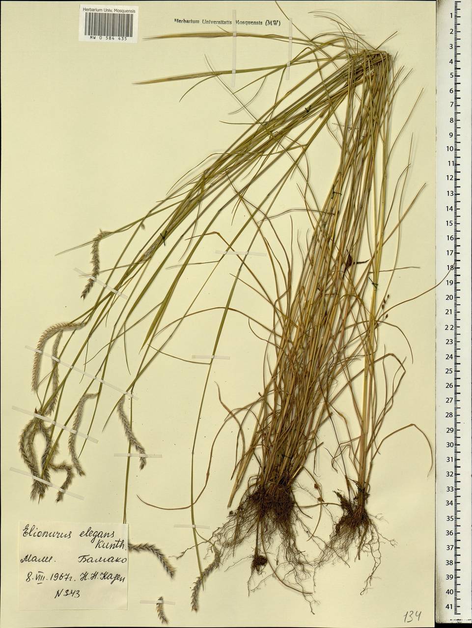 Elionurus elegans Kunth, Africa (AFR) (Mali)