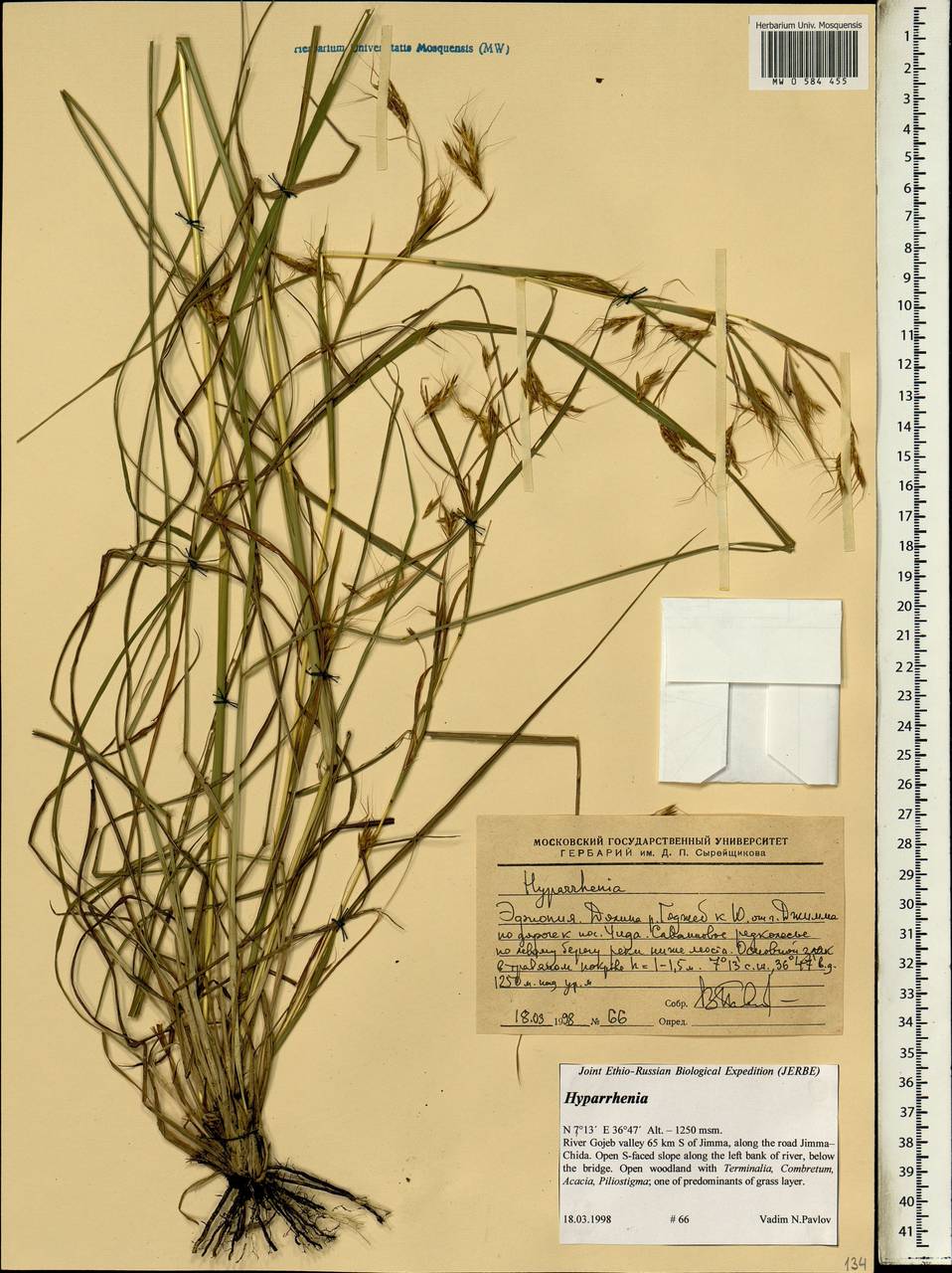 Hyparrhenia, Africa (AFR) (Ethiopia)