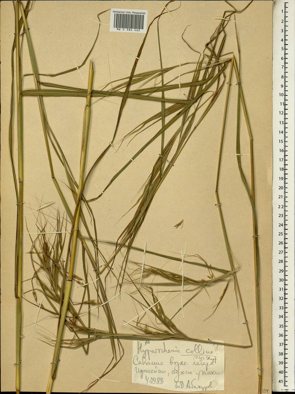 Hyparrhenia collina (Pilg.) Stapf, Africa (AFR) (Ethiopia)
