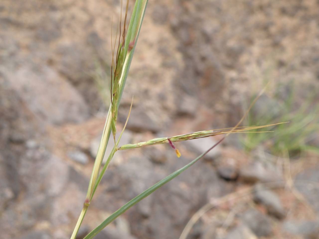 Hyparrhenia hirta (L.) Stapf, Africa (AFR) (Spain)