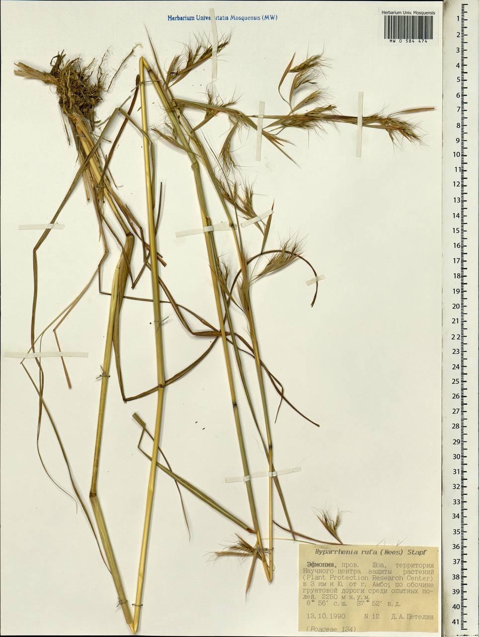 Hyparrhenia rufa (Nees) Stapf, Africa (AFR) (Ethiopia)