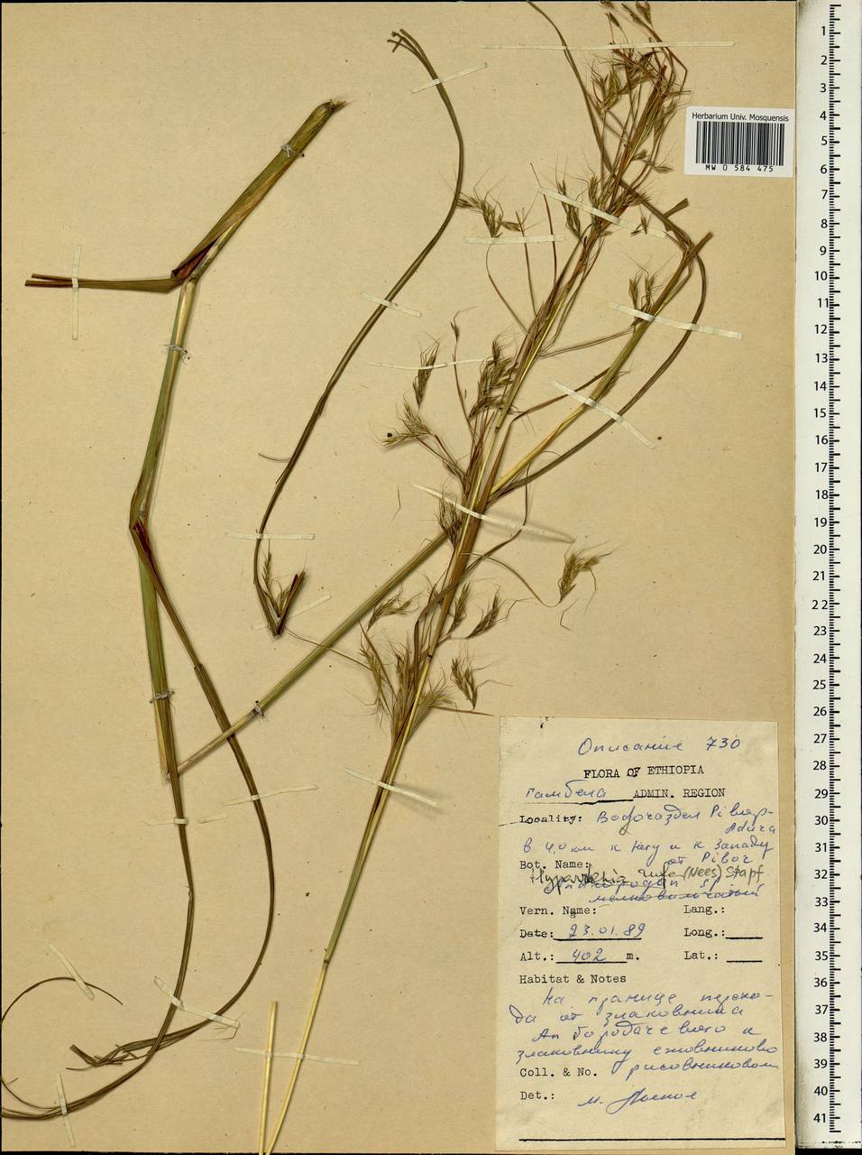 Hyparrhenia rufa (Nees) Stapf, Africa (AFR) (Ethiopia)