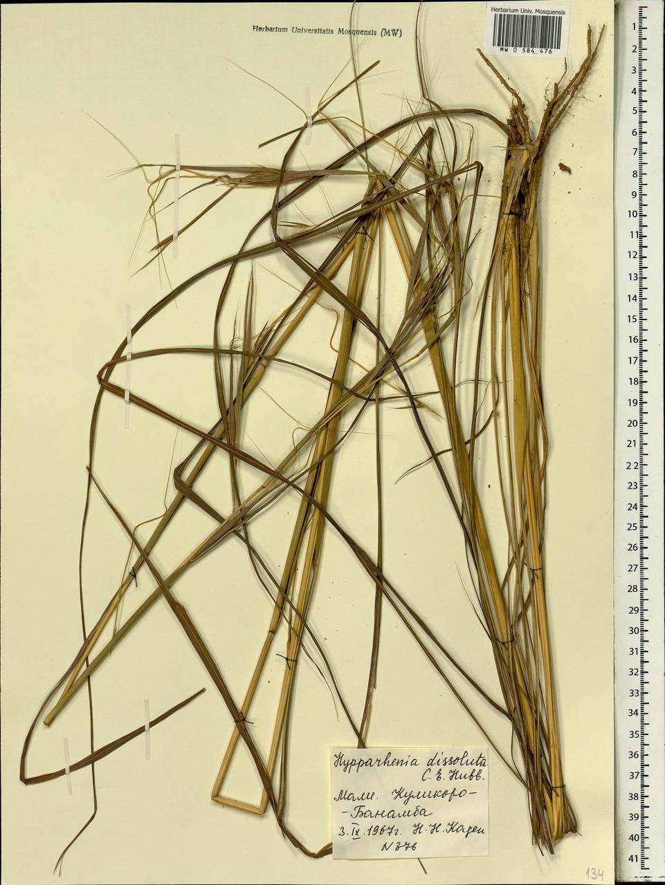 Hyperthelia dissoluta (Nees ex Steud.) Clayton, Africa (AFR) (Mali)