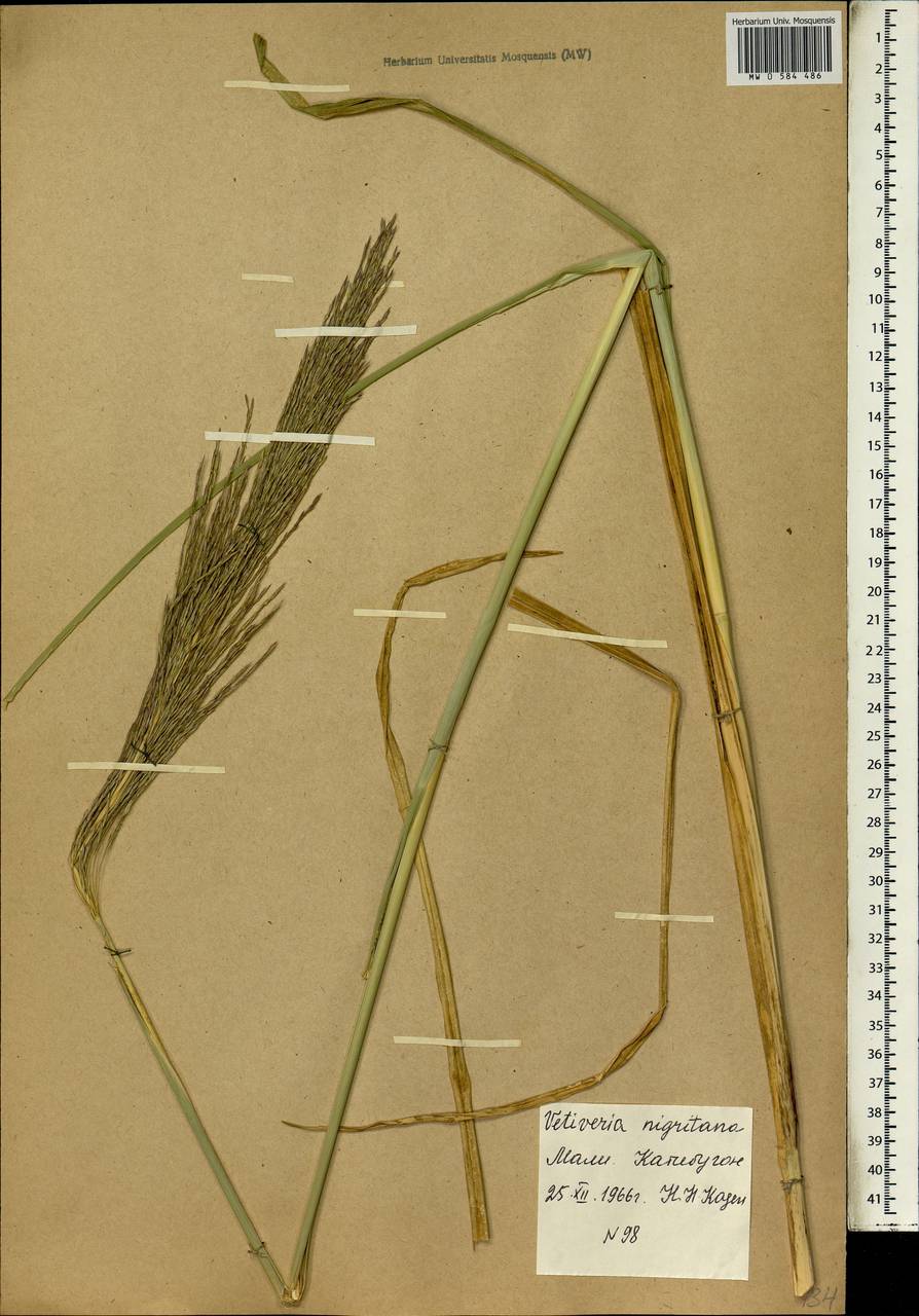 Chrysopogon nigritanus (Benth.) Veldkamp, Africa (AFR) (Mali)