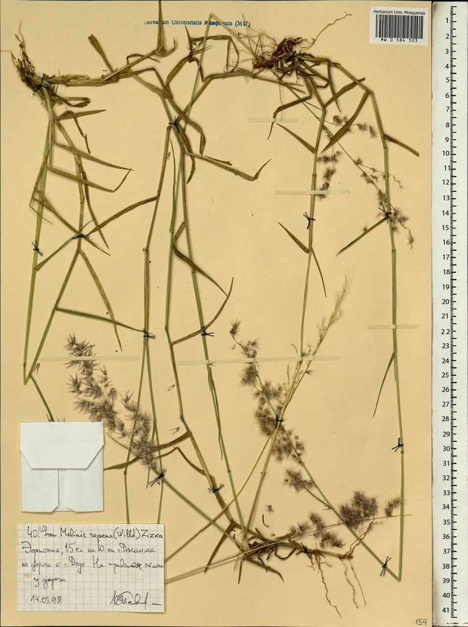 Melinis repens (Willd.) Zizka, Africa (AFR) (Ethiopia)