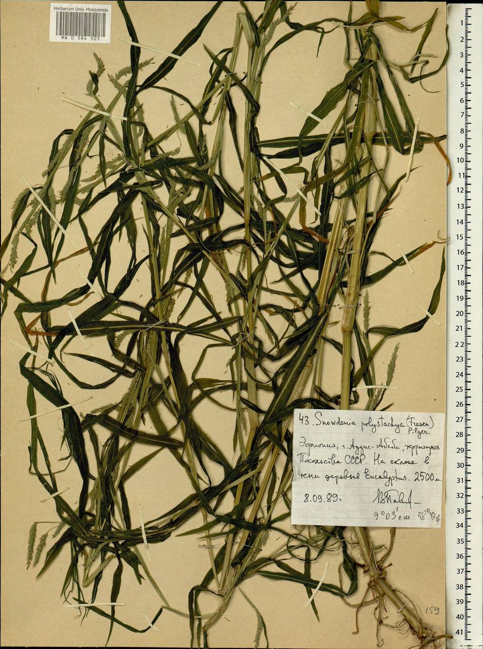 Snowdenia polystachya (Fresen.) Pilg., Africa (AFR) (Ethiopia)