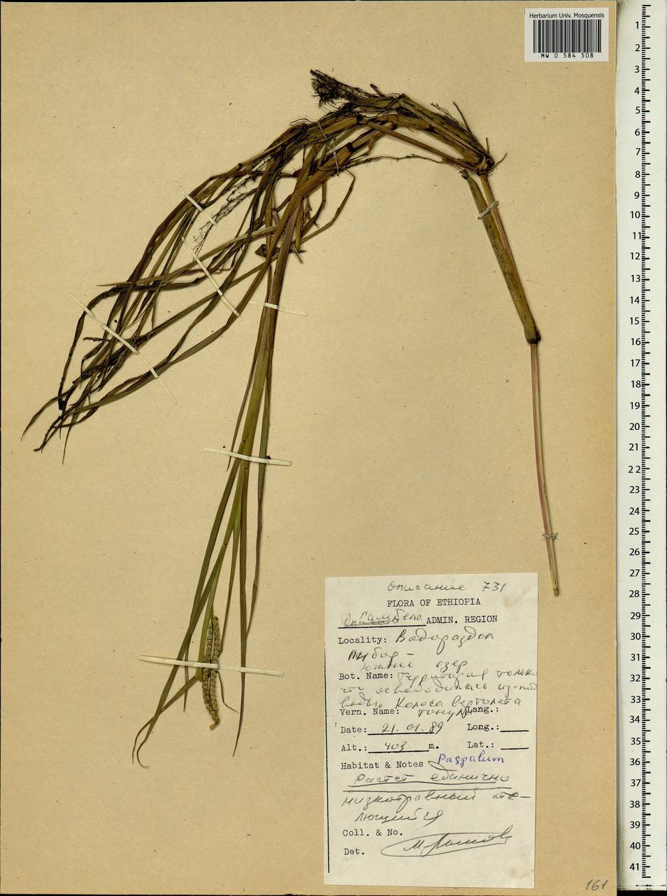 Paspalum, Africa (AFR) (Ethiopia)