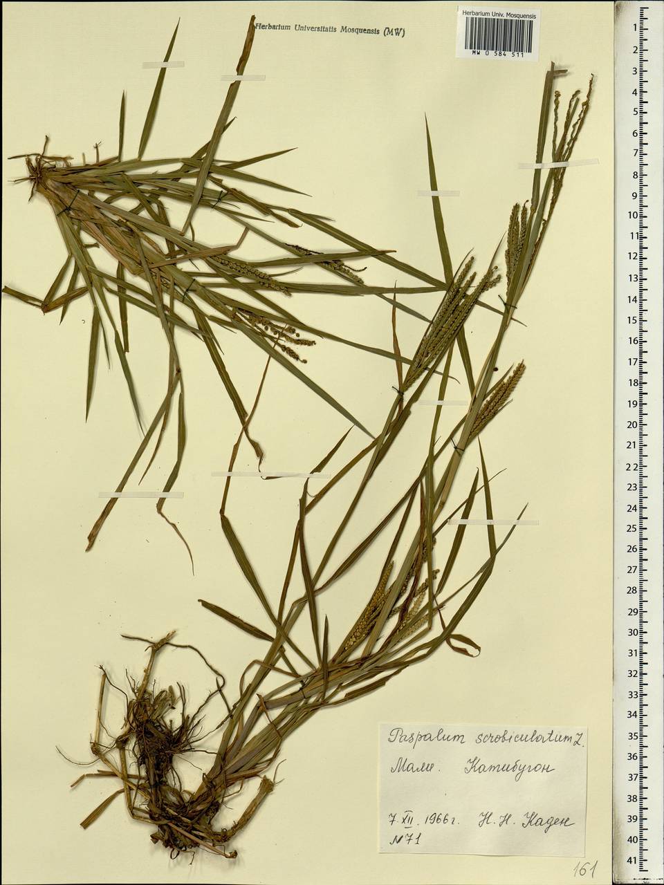 Paspalum scrobiculatum L., Africa (AFR) (Mali)