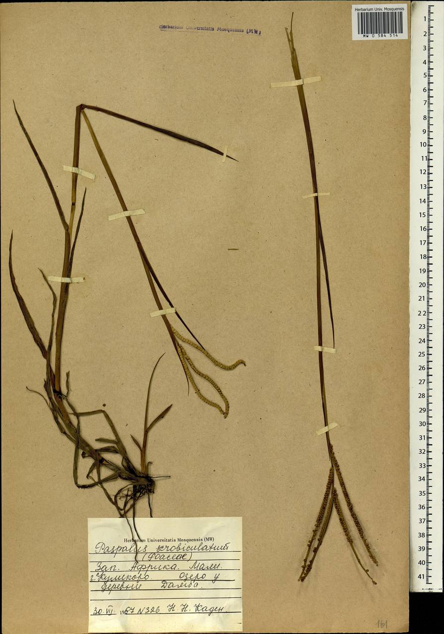 Paspalum scrobiculatum L., Africa (AFR) (Mali)