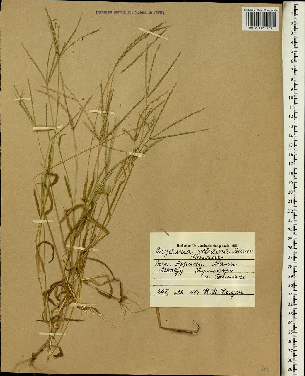 Digitaria velutina (Forssk.) P.Beauv., Africa (AFR) (Mali)
