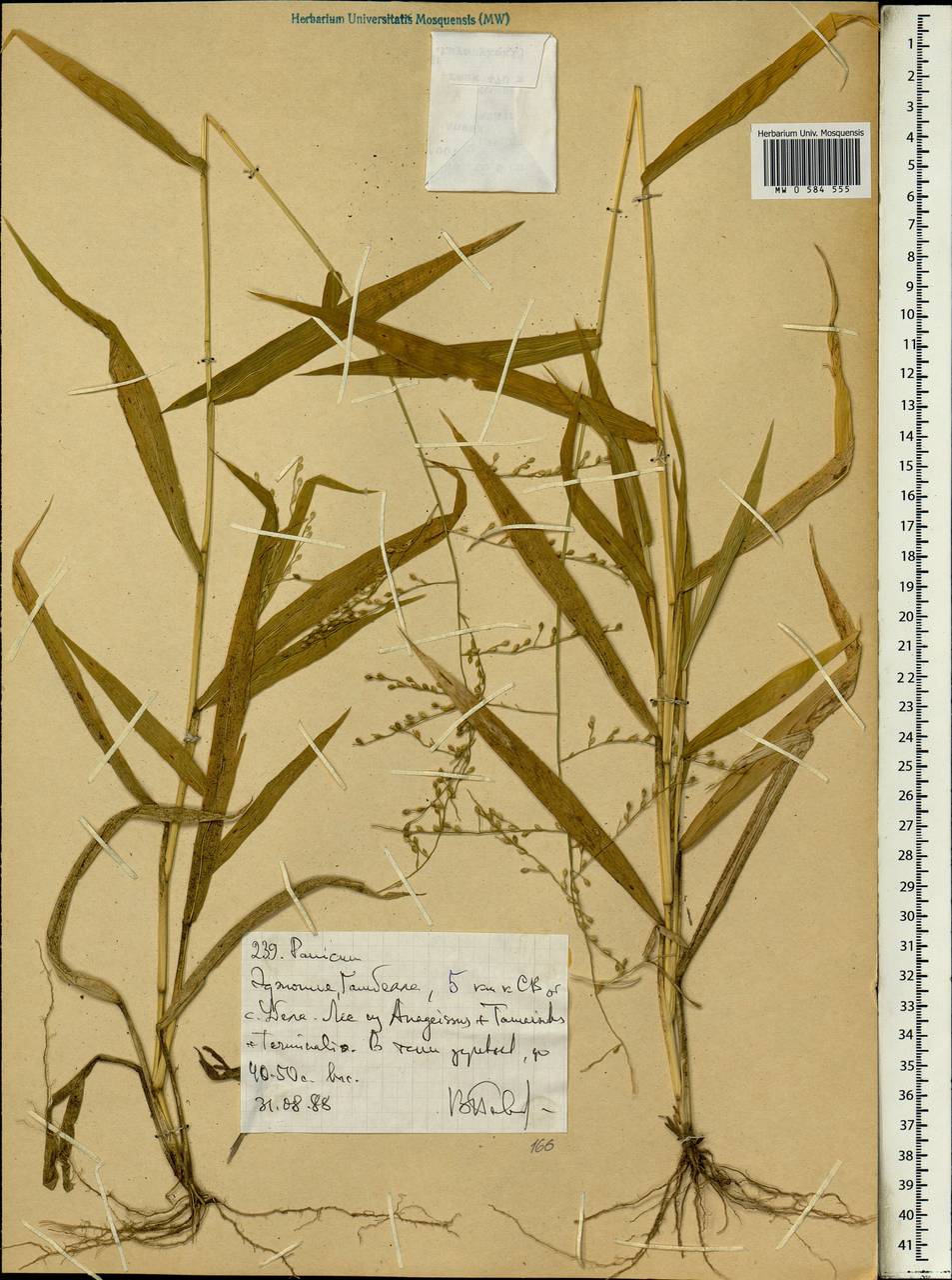 Panicum, Africa (AFR) (Ethiopia)