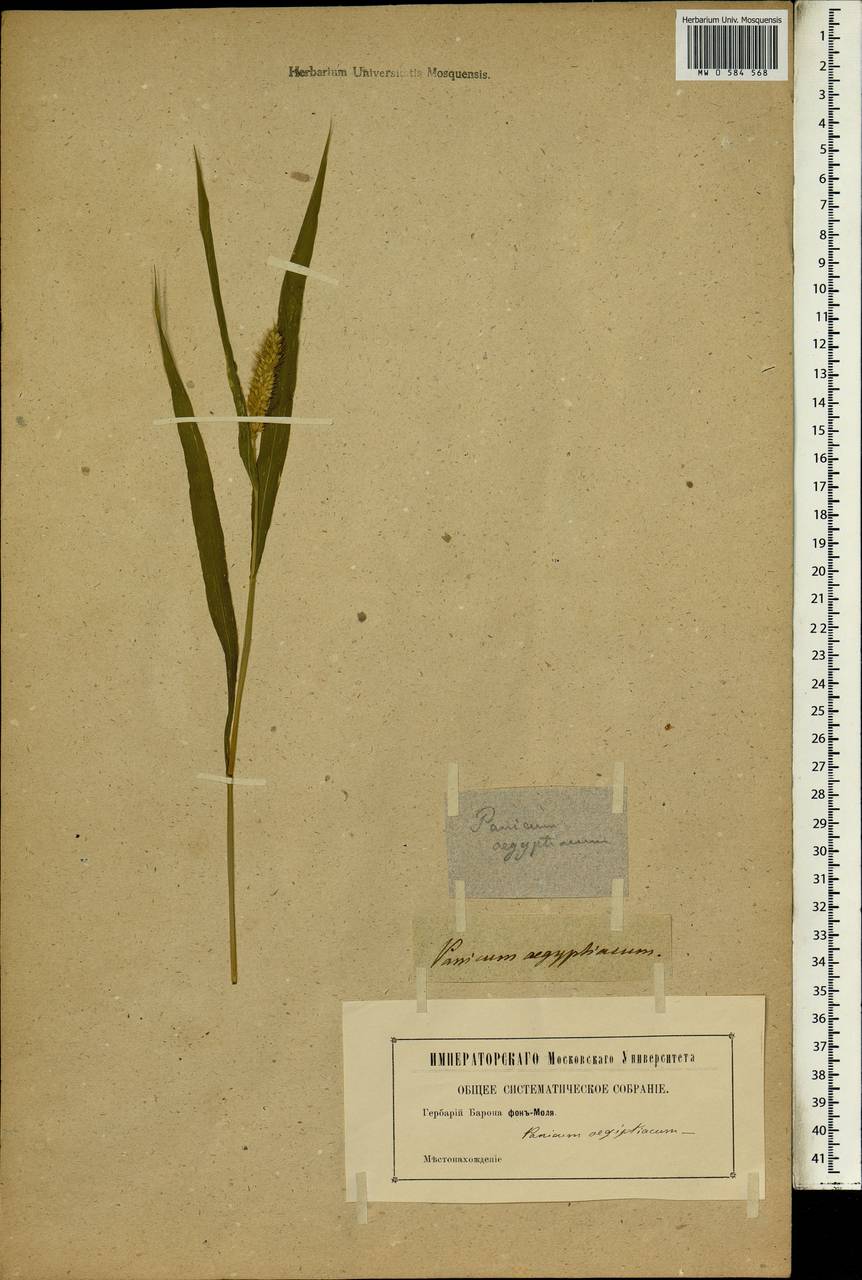 Digitaria sanguinalis (L.) Scop., Africa (AFR) (Not classified)