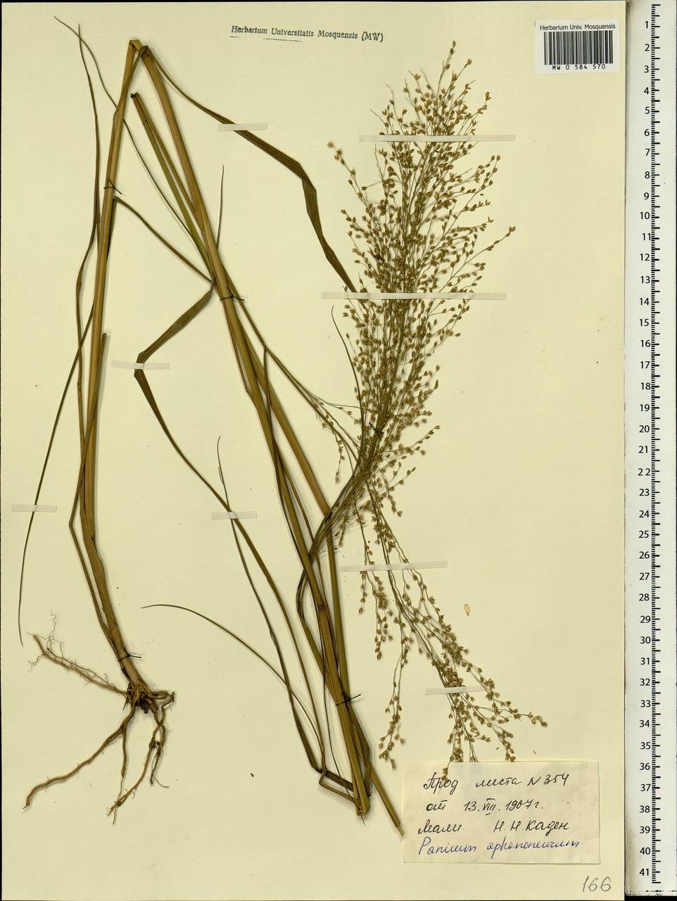 Panicum fluviicola Steud., Africa (AFR) (Mali)