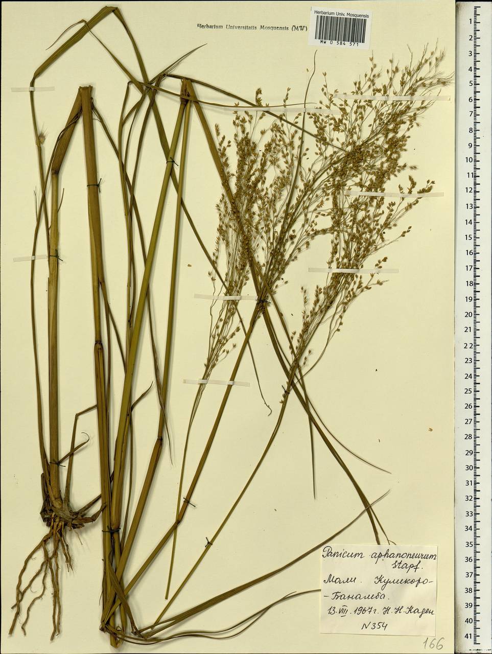 Panicum fluviicola Steud., Africa (AFR) (Mali)