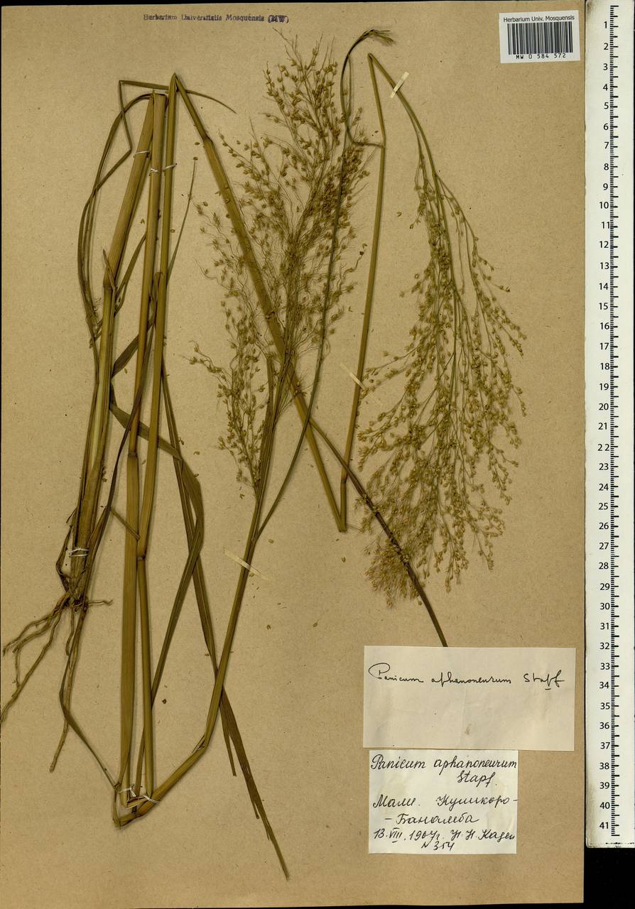 Panicum fluviicola Steud., Africa (AFR) (Mali)
