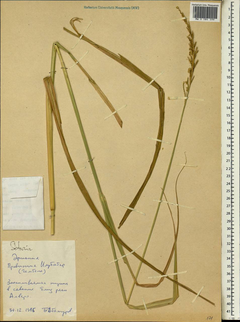 Setaria, Africa (AFR) (Ethiopia)