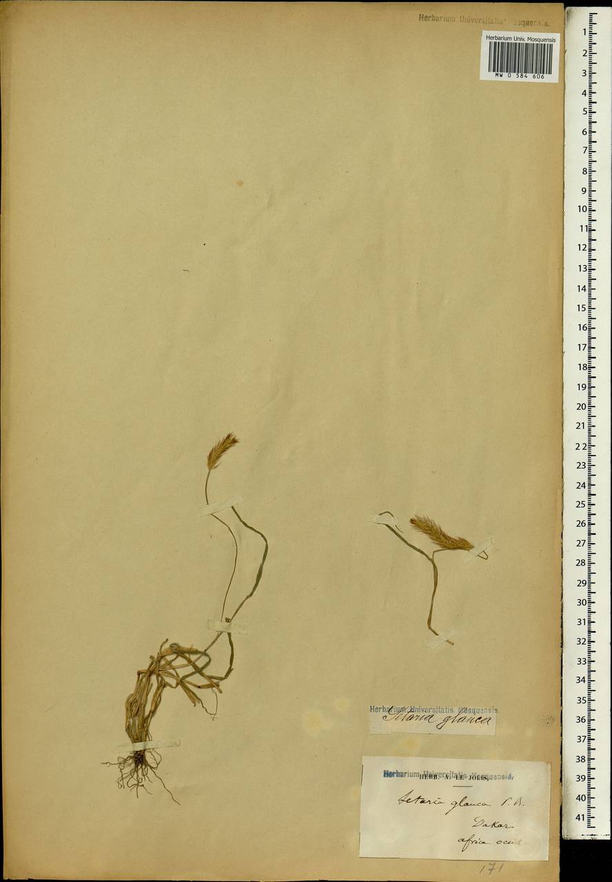 Setaria pumila (Poir.) Roem. & Schult., Africa (AFR) (Senegal)