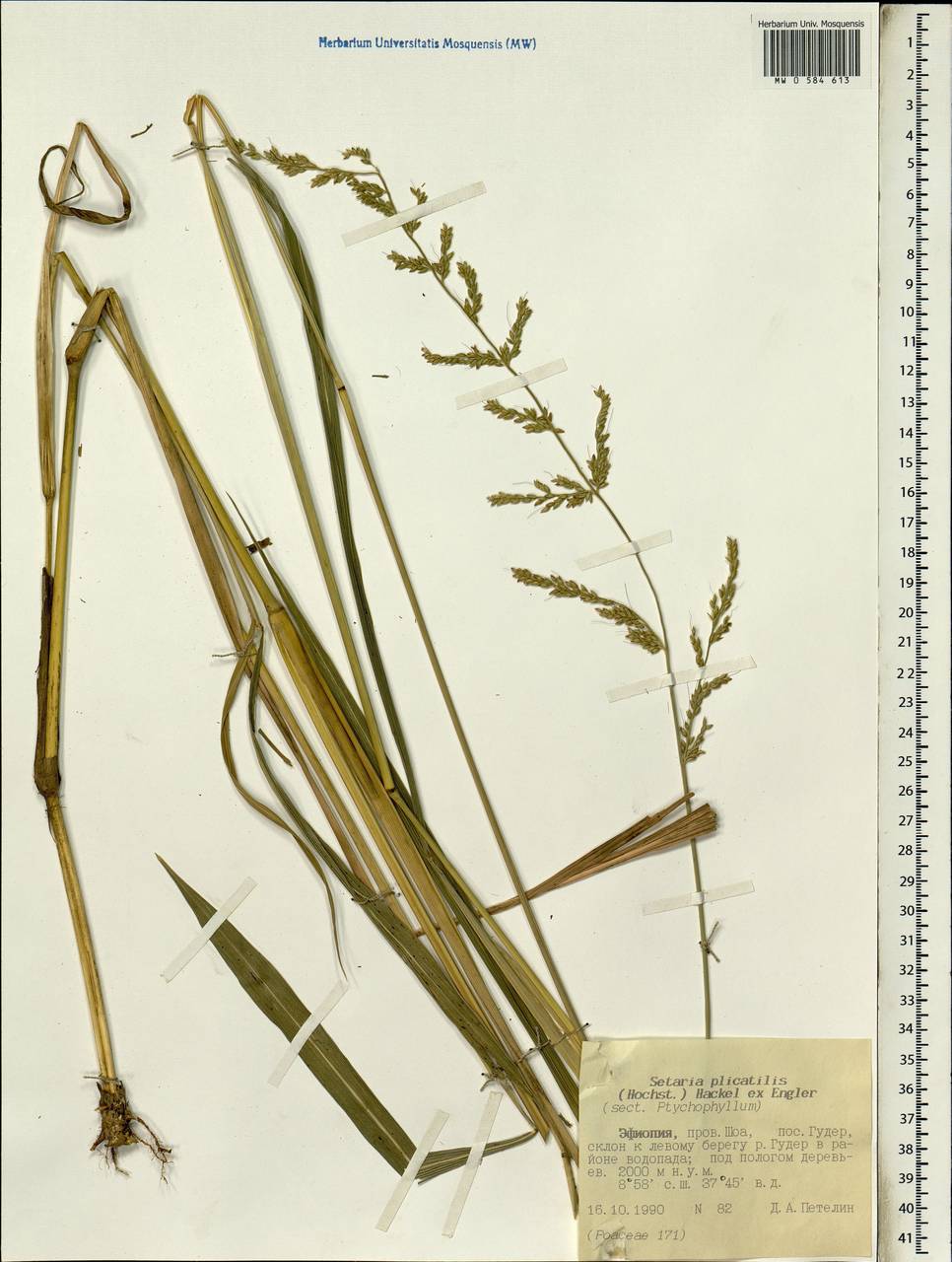 Setaria megaphylla (Steud.) T.Durand & Schinz, Africa (AFR) (Ethiopia)