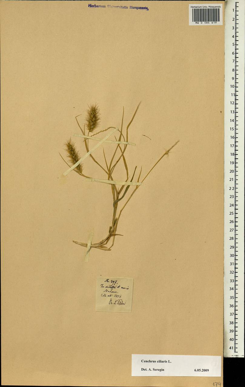 Cenchrus ciliaris L., Africa (AFR) (Portugal)
