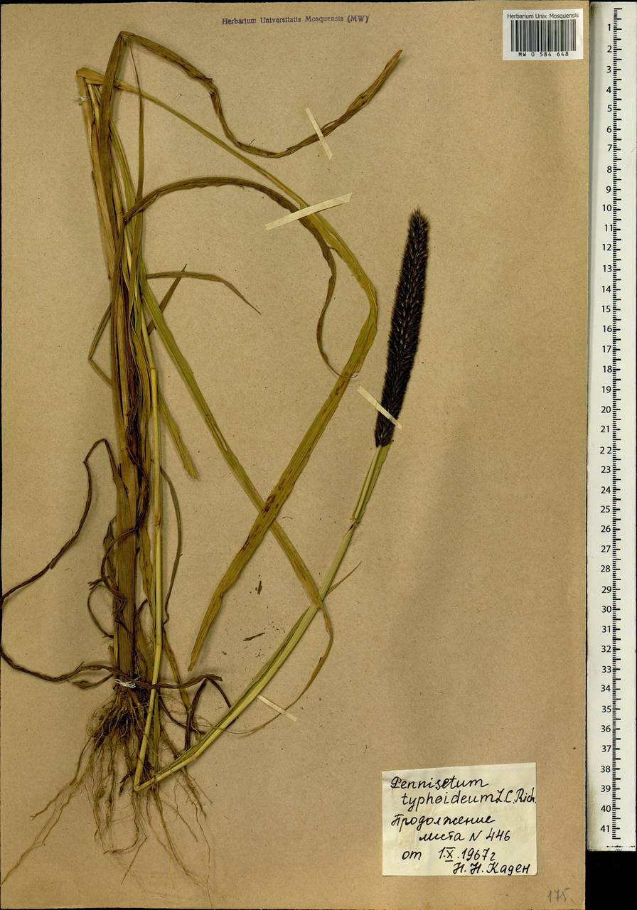 Pennisetum glaucum (L.) R.Br., Africa (AFR) (Mali)
