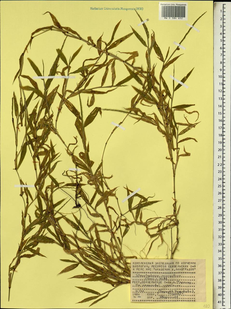Stenotaphrum micranthum (Desv.) C.E.Hubb., Africa (AFR) (Seychelles)