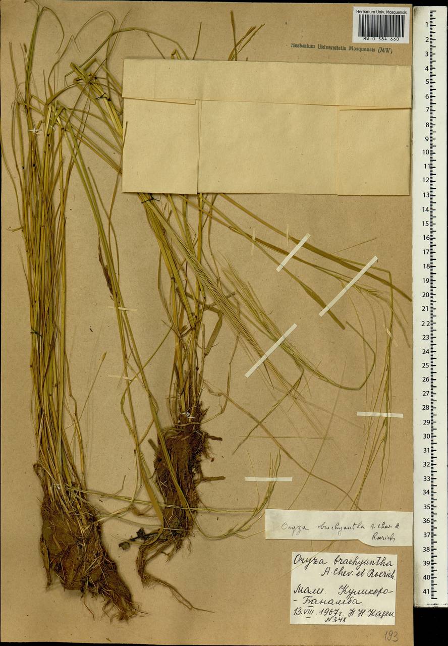 Oryza brachyantha A.Chev. & Roehr., Africa (AFR) (Mali)