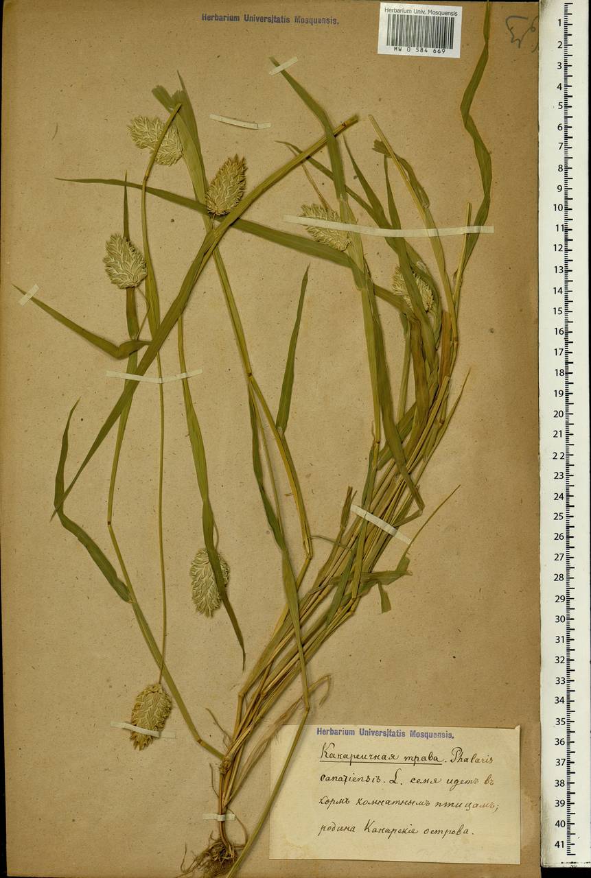 Phalaris canariensis L., Africa (AFR) (Not classified)