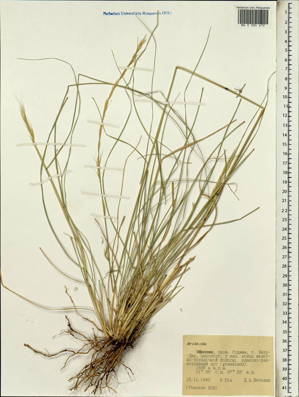 Aristida, Africa (AFR) (Ethiopia)