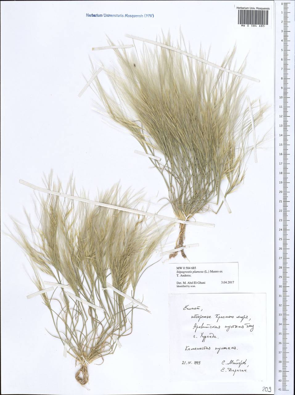 Stipagrostis plumosa (L.) Munro ex T.Anderson, Africa (AFR) (Egypt)