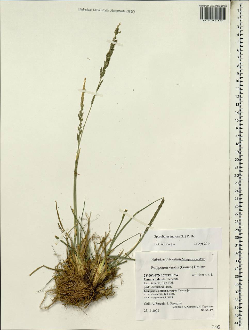 Sporobolus indicus (L.) R.Br., Africa (AFR) (Spain)