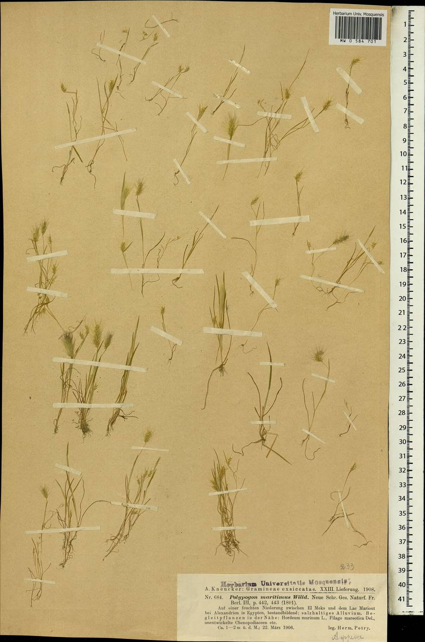 Polypogon maritimus Willd., Africa (AFR) (Egypt)