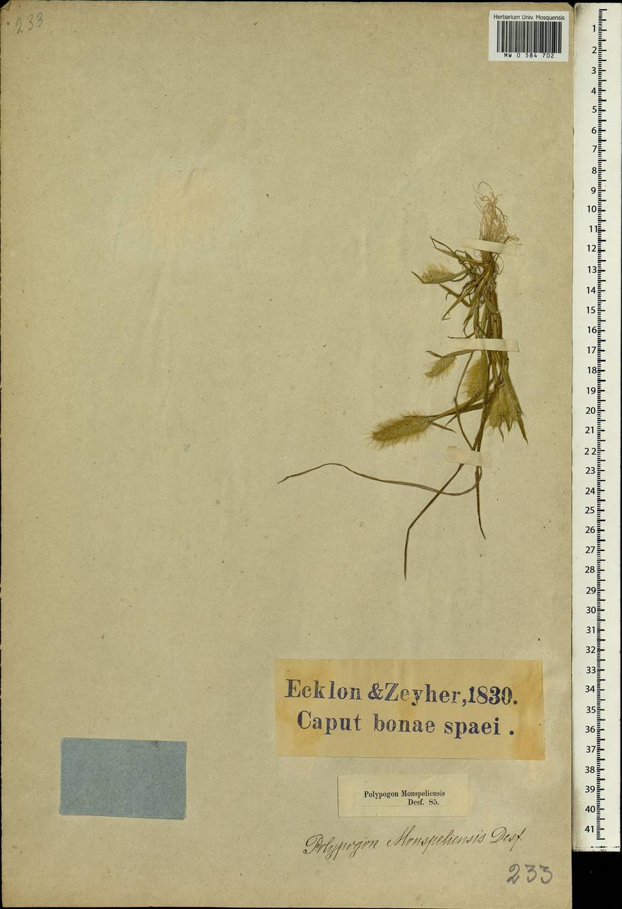 Polypogon monspeliensis (L.) Desf., Africa (AFR) (South Africa)