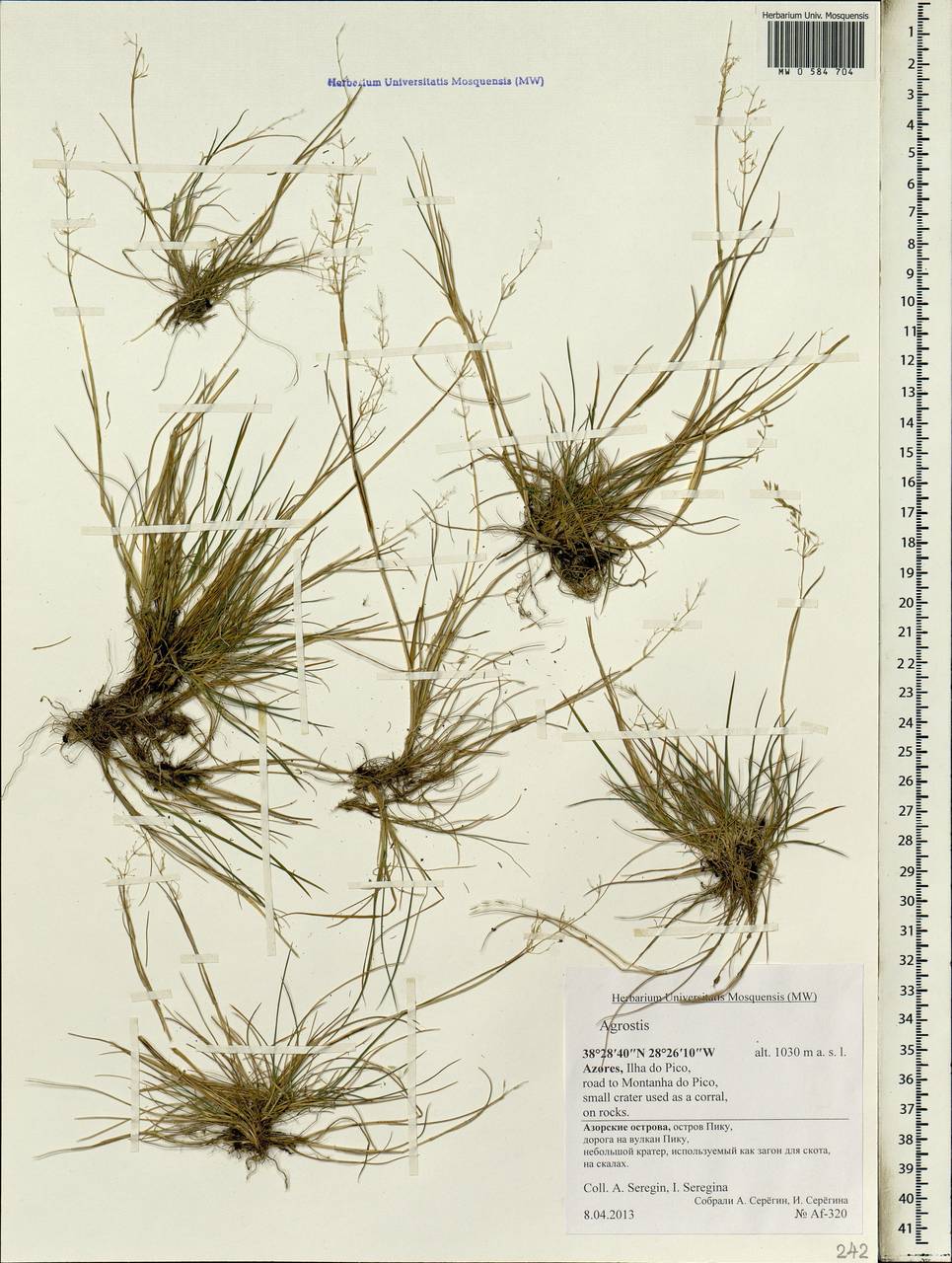 Agrostis, Africa (AFR) (Portugal)