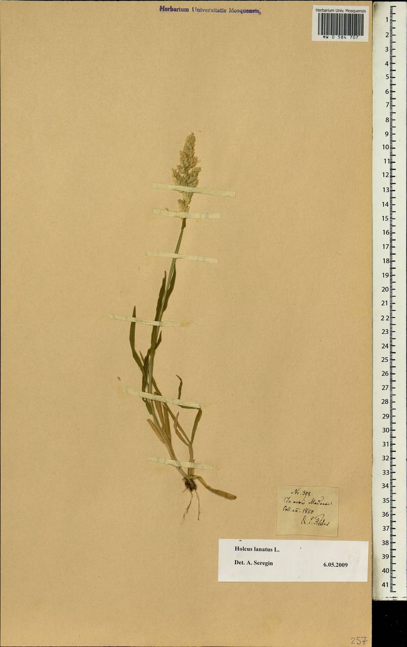 Holcus lanatus L., Africa (AFR) (Portugal)