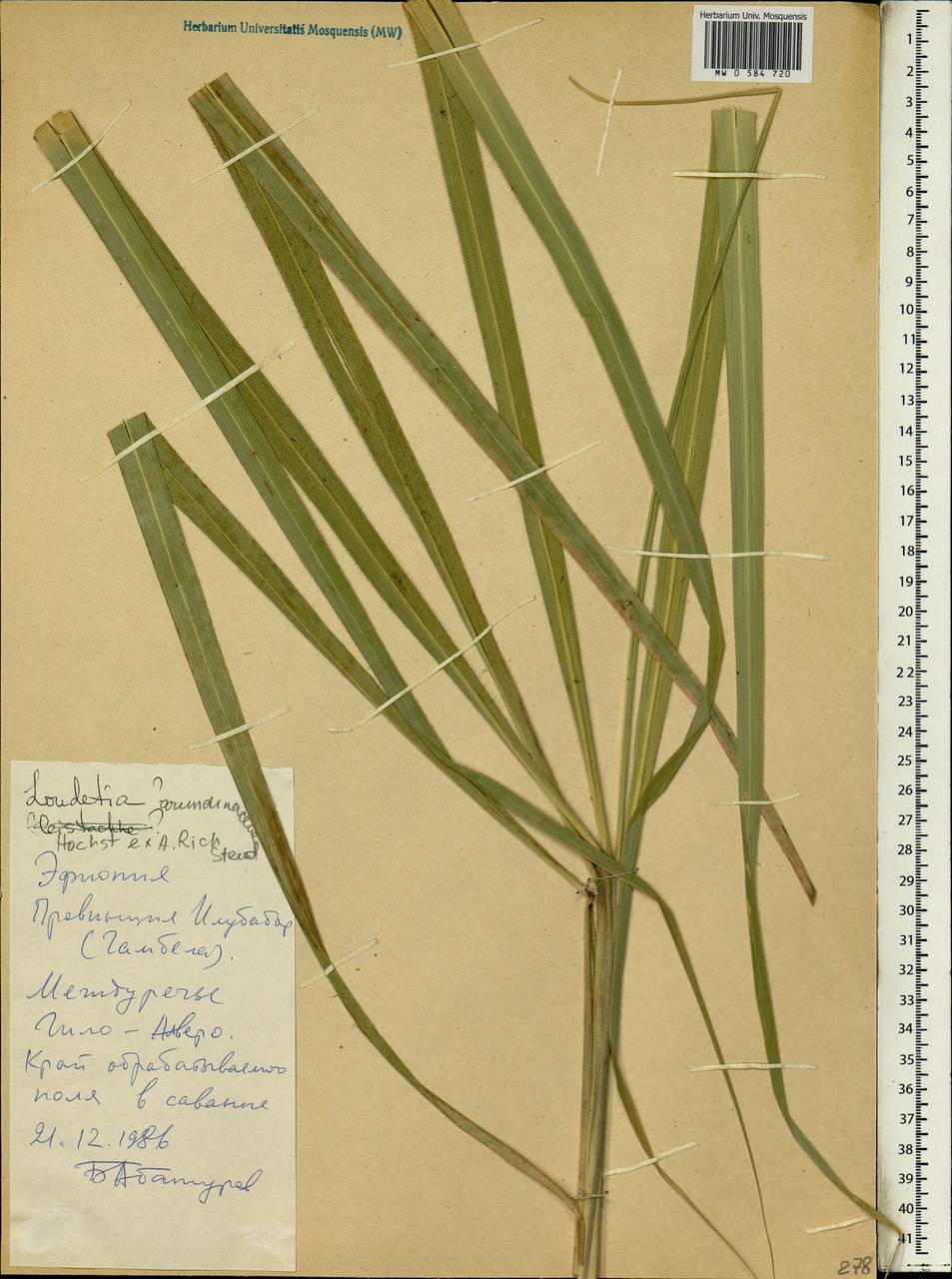 Loudetia arundinacea (Hochst. ex A.Rich.) Hochst. ex Steud., Africa (AFR) (Ethiopia)