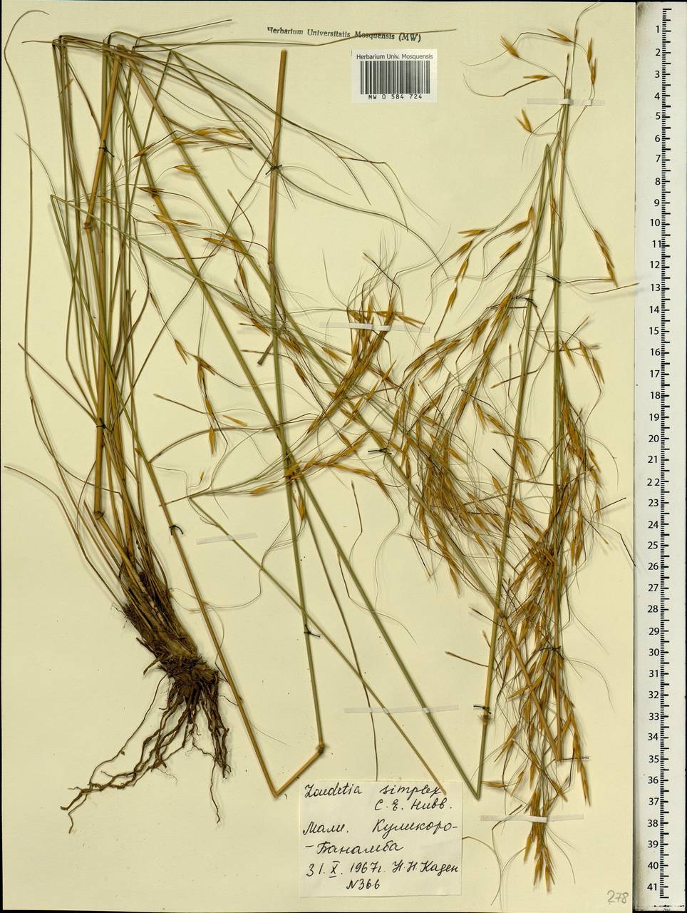 Loudetia simplex (Nees) C.E.Hubb., Africa (AFR) (Mali)