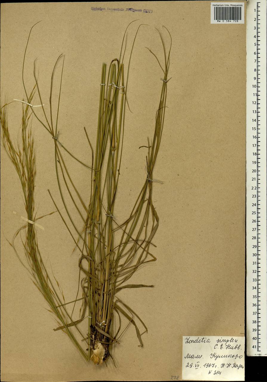 Loudetia simplex (Nees) C.E.Hubb., Africa (AFR) (Mali)