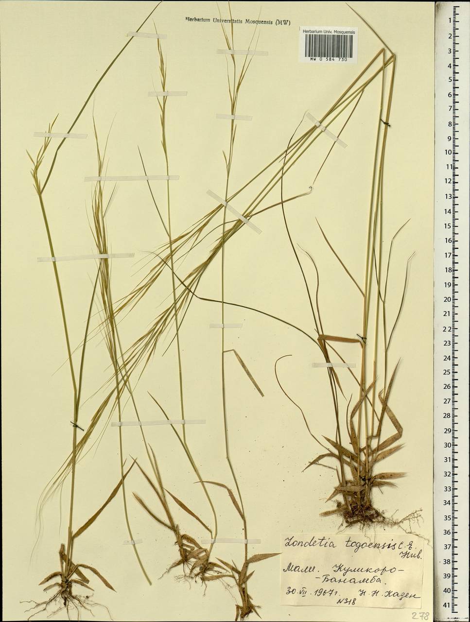 Loudetia togoensis (Pilg.) C.E.Hubb., Africa (AFR) (Mali)