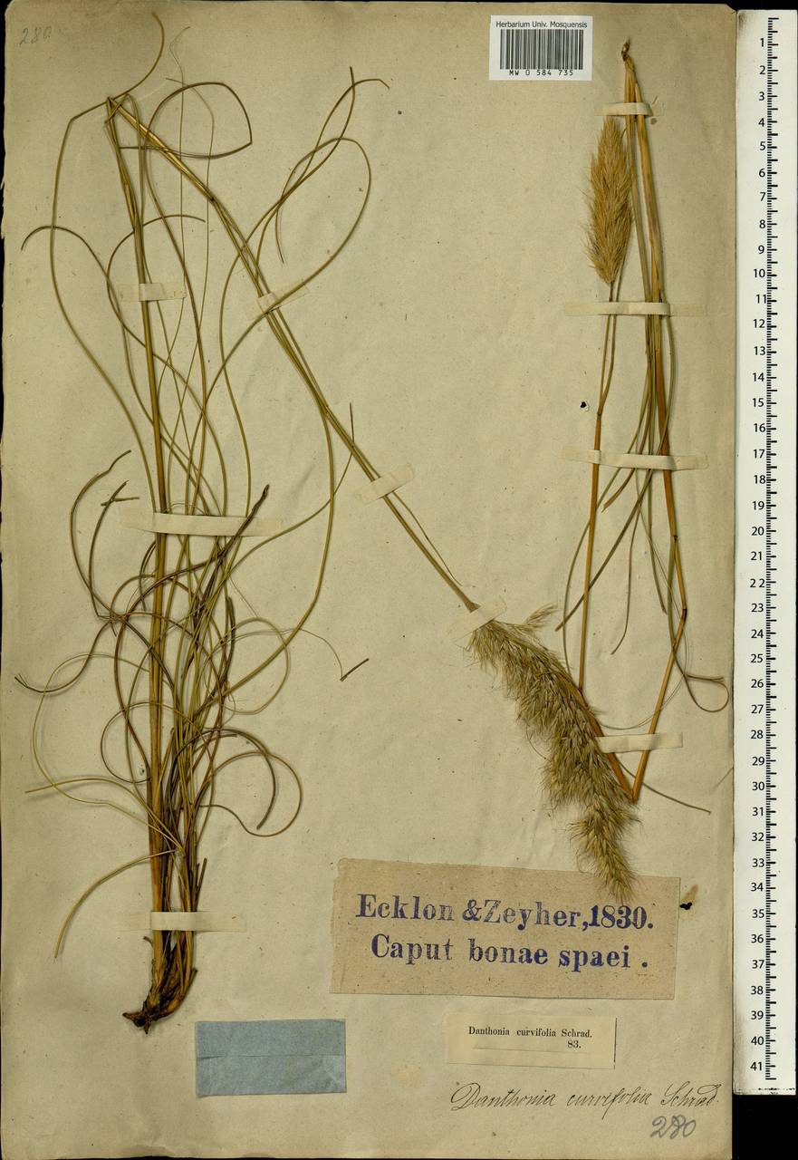 Pentameris curvifolia (Schrad.) Nees, Africa (AFR) (South Africa)