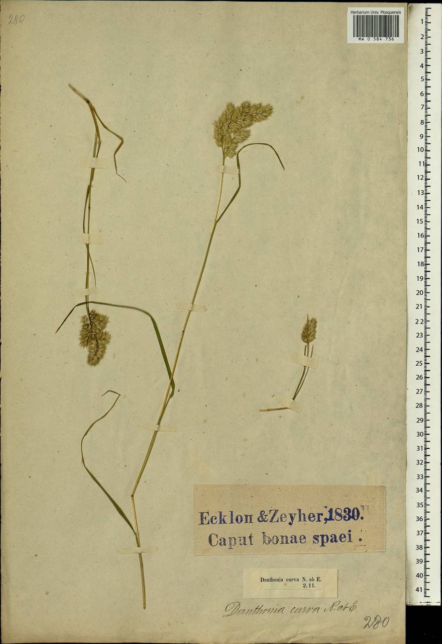 Tribolium curvum (Nees) Verboom & H.P.Linder, Africa (AFR) (South Africa)