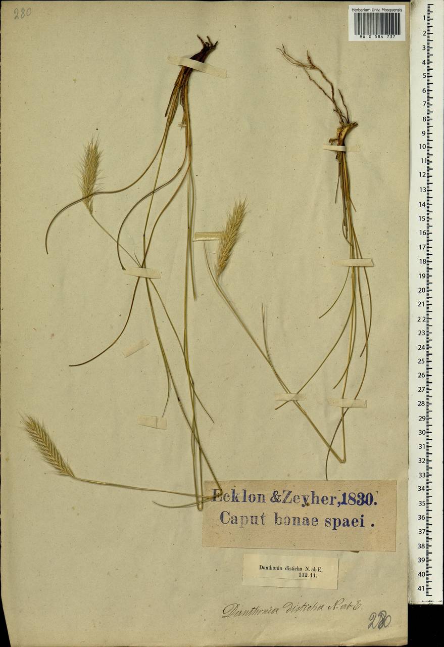 Tenaxia disticha (Nees) N.P.Barker & H.P.Linder, Africa (AFR) (South Africa)