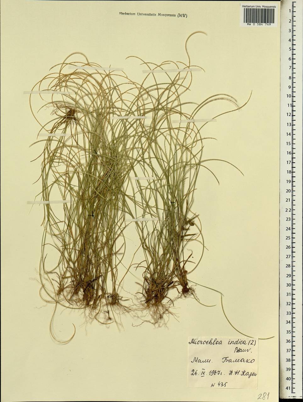 Microchloa indica (L.f.) P.Beauv., Africa (AFR) (Mali)