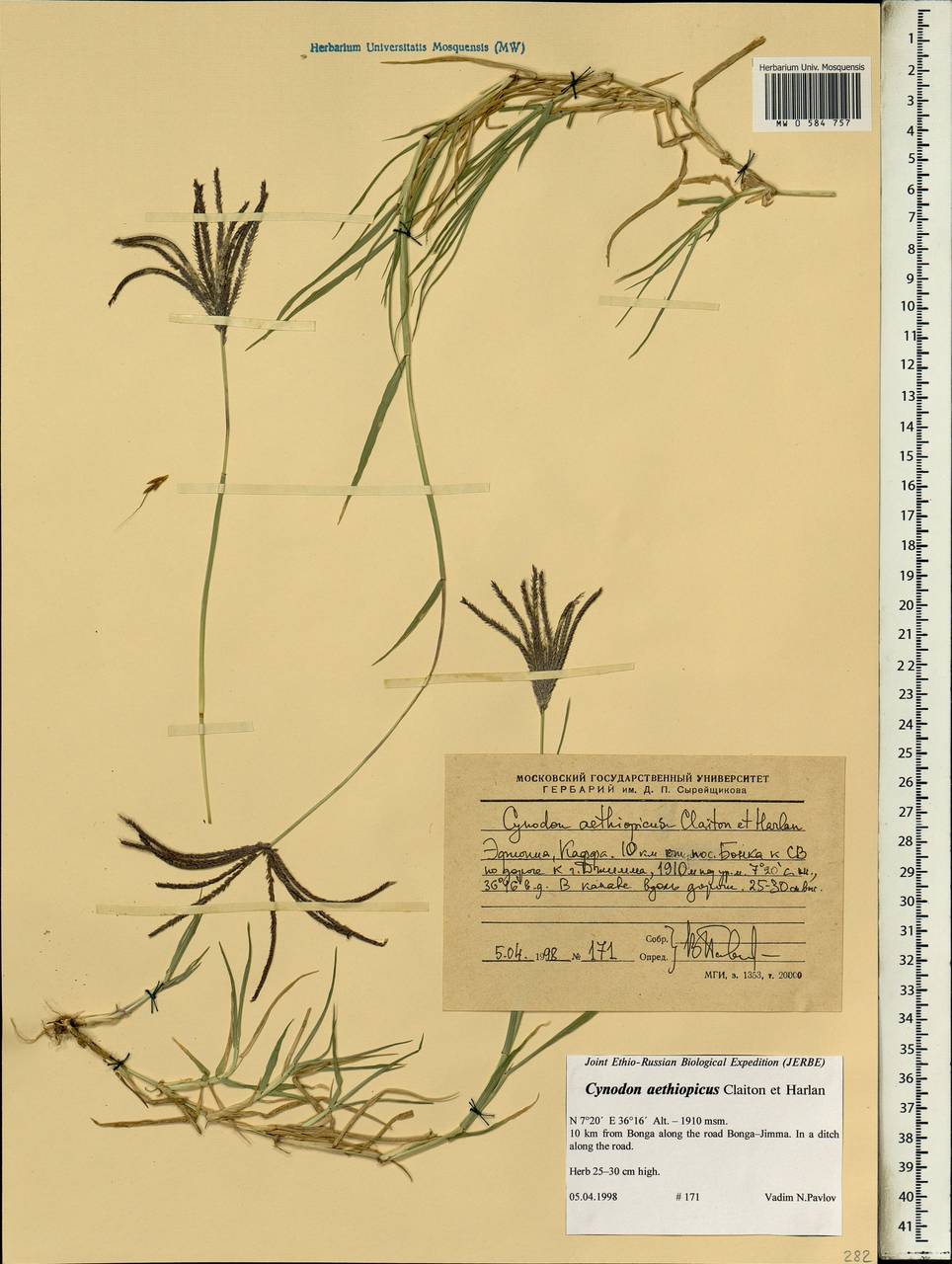 Cynodon aethiopicus Clayton & J.R.Harlan, Africa (AFR) (Ethiopia)