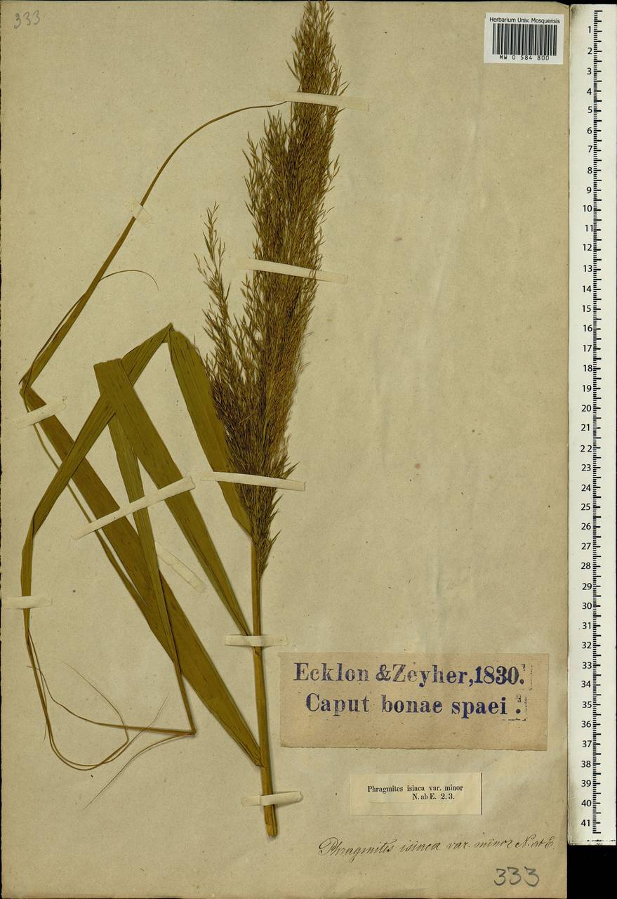 Phragmites australis subsp. isiacus (Arcang.) ined., Africa (AFR) (South Africa)