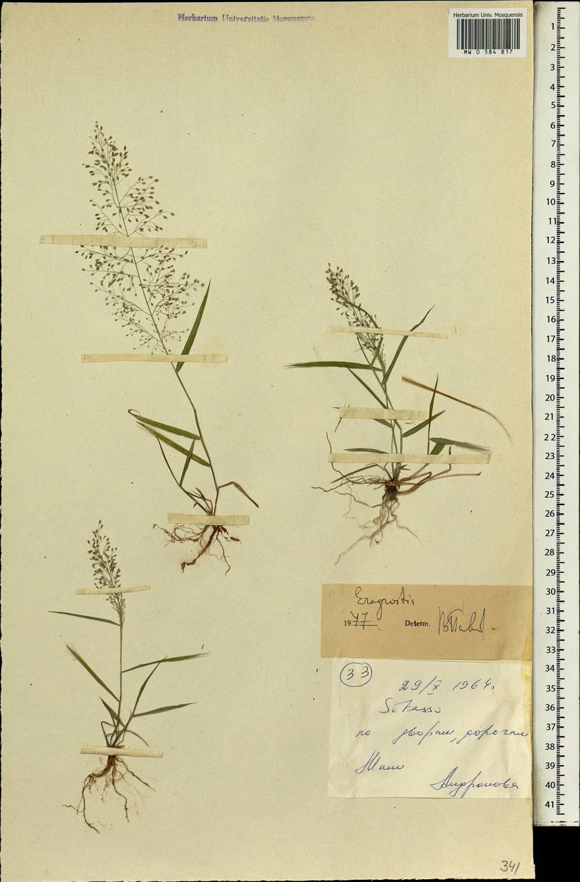 Eragrostis, Africa (AFR) (Mali)